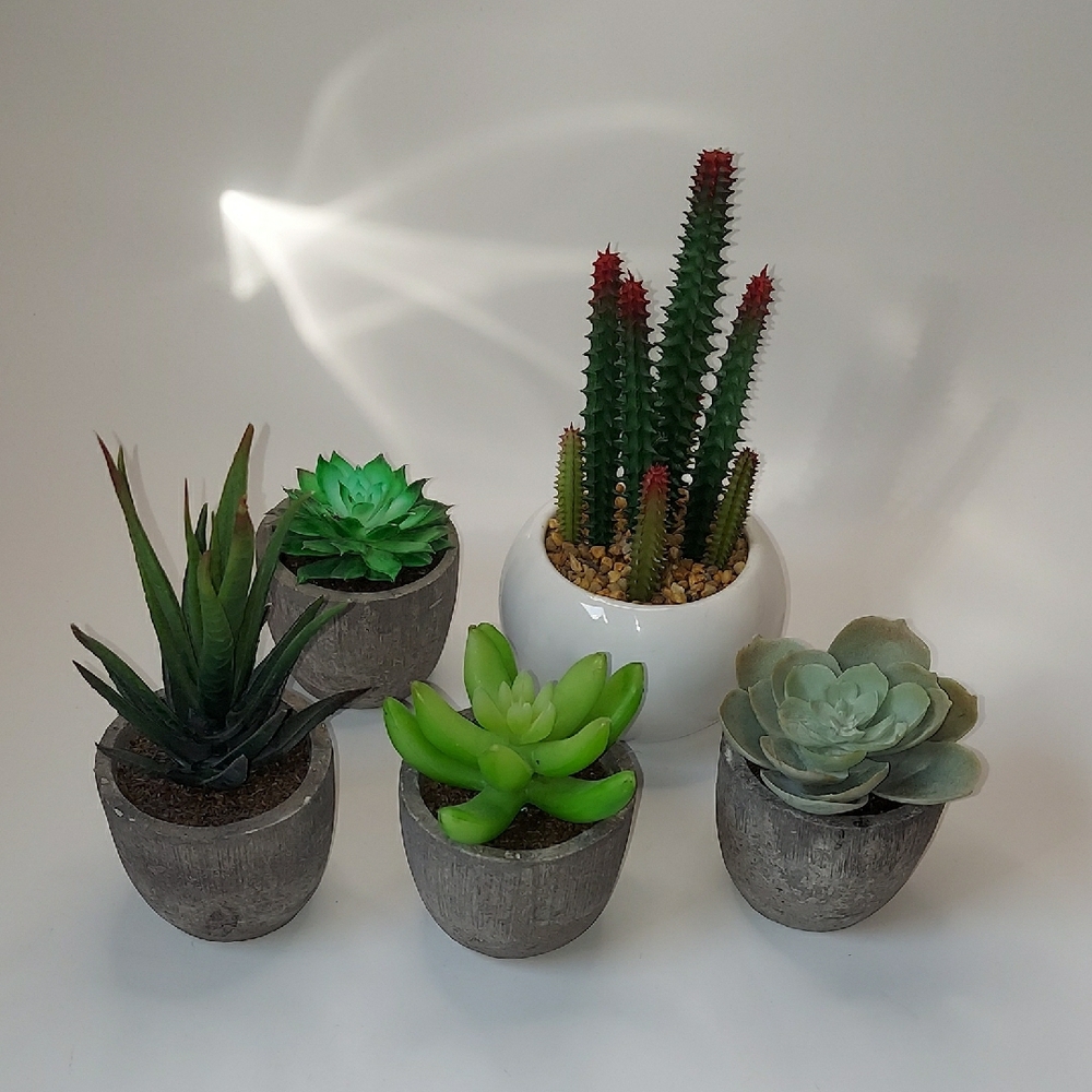 Succulent Planter Set with White and Gray Pots